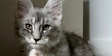 A gray tabby kitten looking at the camera.