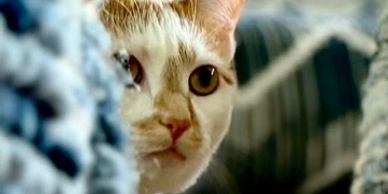 Cat peeking from behind a fuzzy surface.