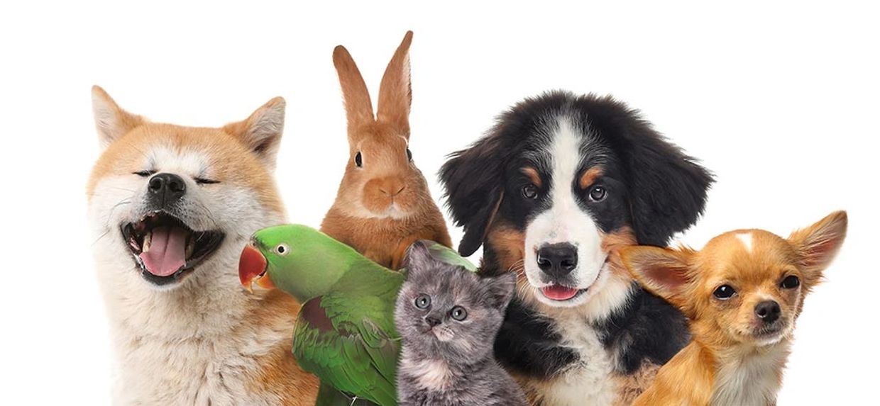 Group of animals: dogs, cat, bird and rabbit.