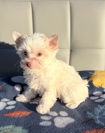 A small fluffy white puppy sitting on a paw print blanket.