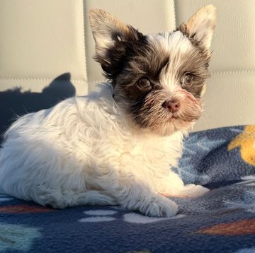 Small fluffy puppy with black and white fur resting on a blanket.