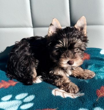 A small, fluffy black and brown puppy lying on a blue blanket with paw prints.