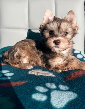 Small fluffy puppy lying on a paw-print blanket.