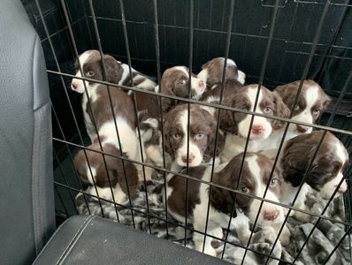 Puppies going to get chipped.