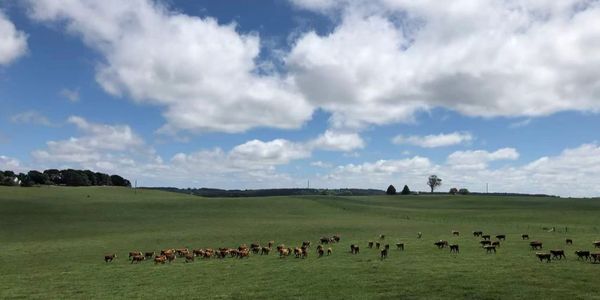 Herd of cows grazing on a vast green field under a partly cloudy sky.