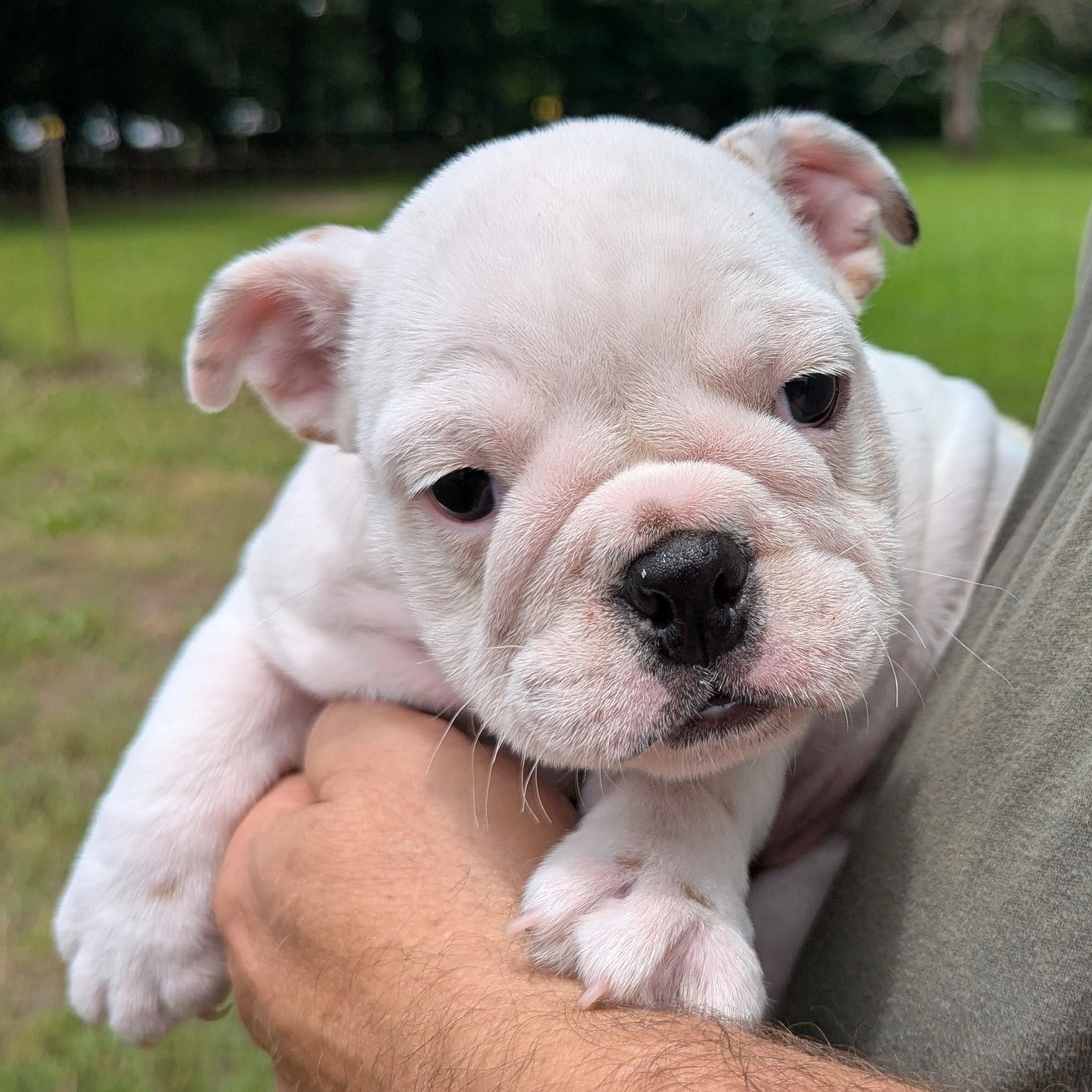 Hayden Homestead Bulldogs