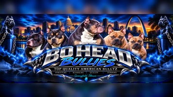 Bo Head Bullies