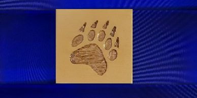 Bear Track on blue