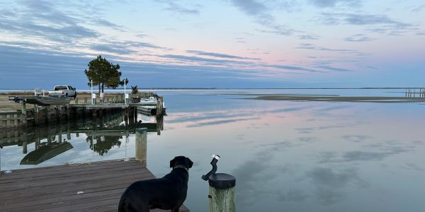 A dog stands on a dock overlooking calm water and boats during sunset.