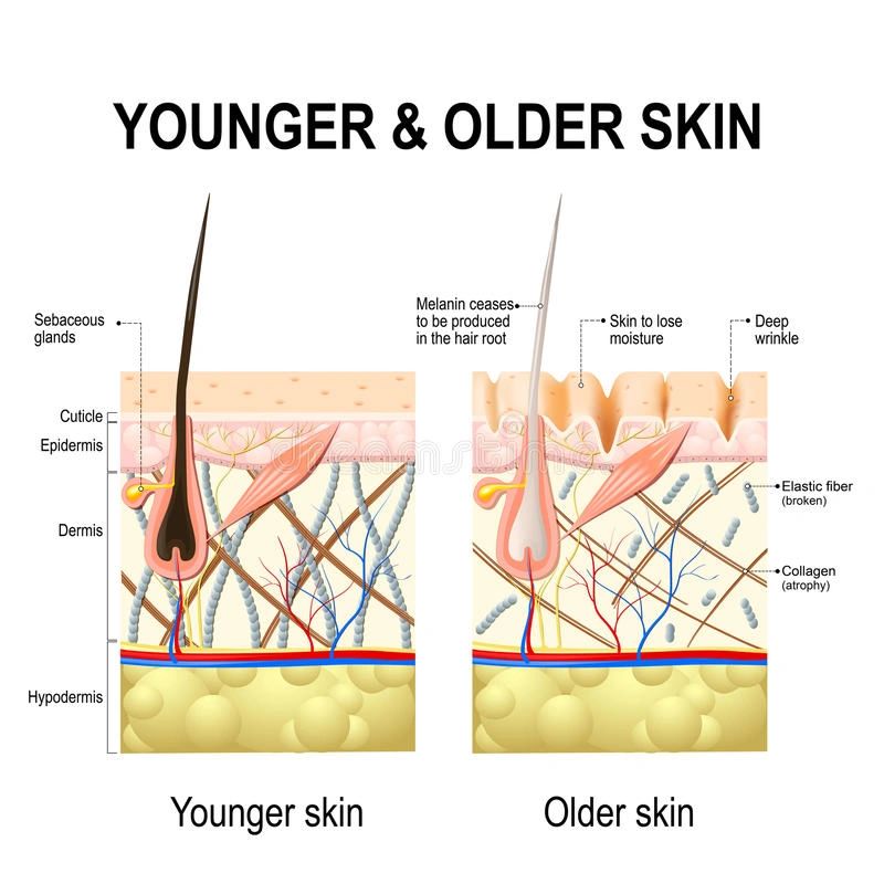 Skin Needling & Collagen Supplements for optimal anti-aging