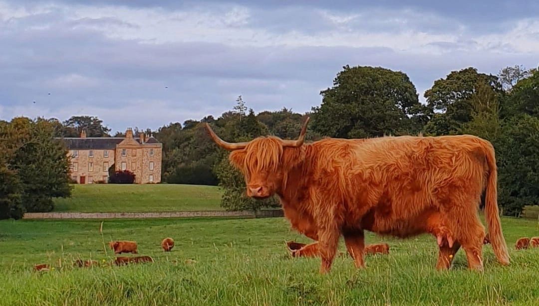 The Homestead Café & Farm Shop