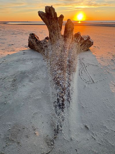 Sunset behind a large driftwood log on a sandy beach.