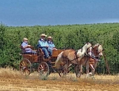 horse driving in the country
Horses and wagon driving