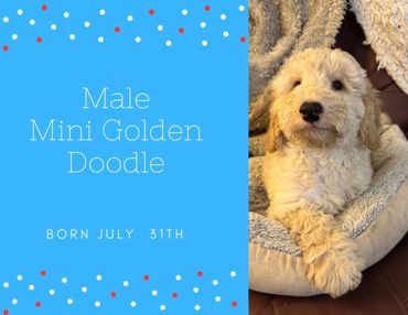 Male Mini Goldendoodle for sale. 