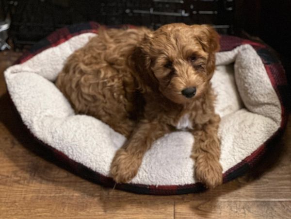 One of our loving Mini Goldendoodles. He is still available.
