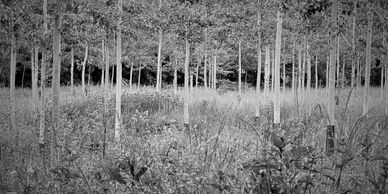 Copse of young trees with dark background