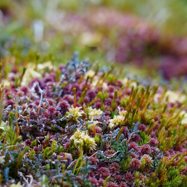 This image is called "that upon which we daily tread" 

Bright coloured lichen and moss underfoot