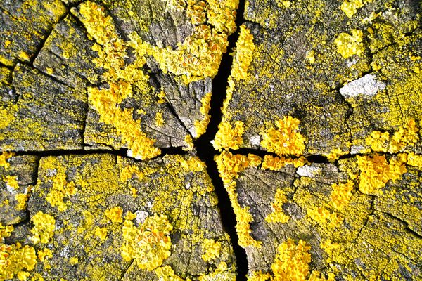 Bright Yellow lichen on top of a Groyne in Abergele North Wales. 