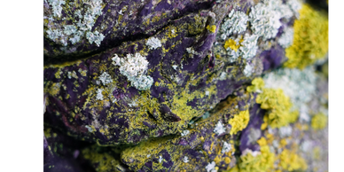 Purple and yellows on a rock in North Wales. Colour changed by the light , rain and sudden sunlight