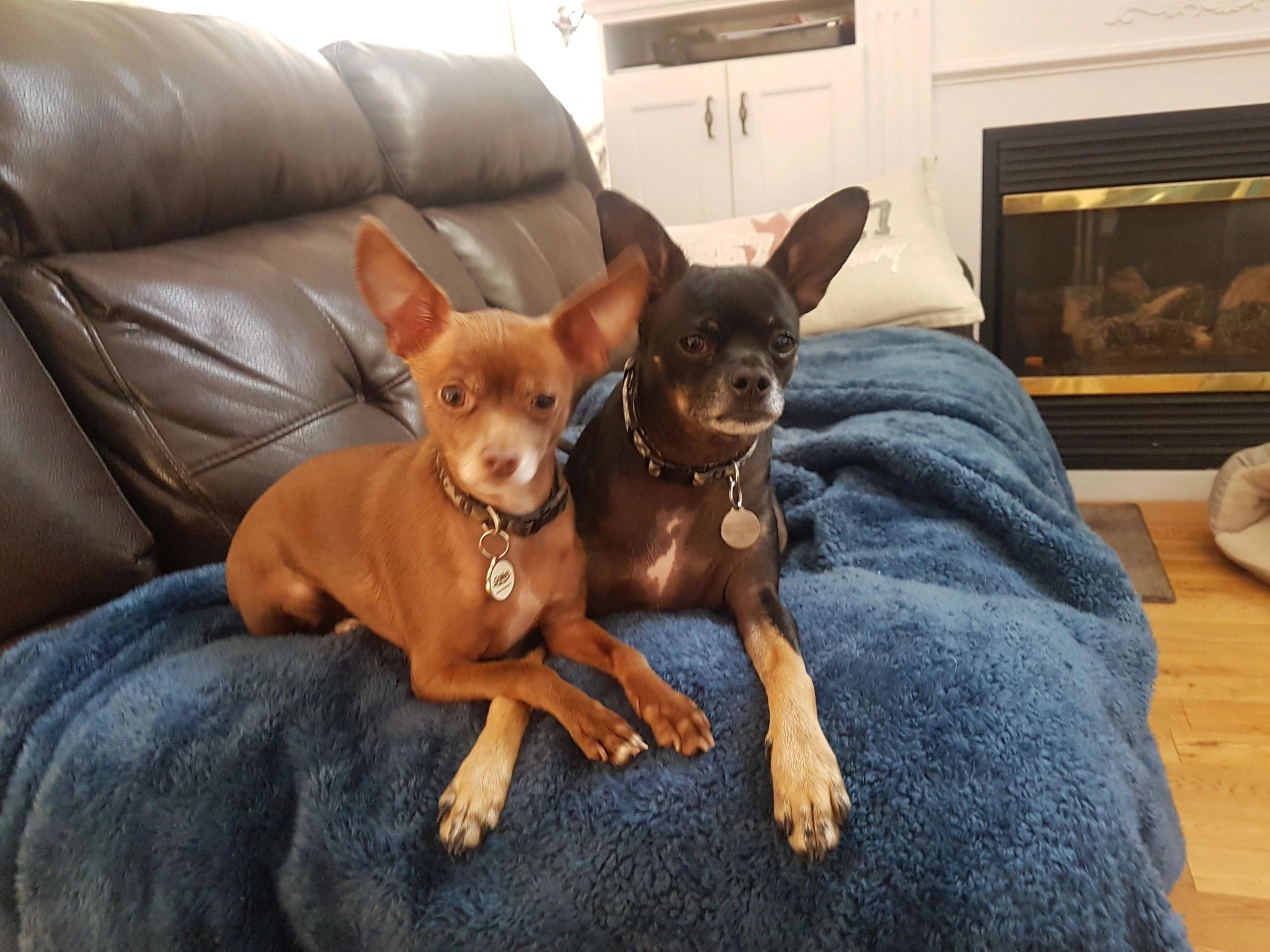 Ohio Chihuahua Rescue - obrlcg1