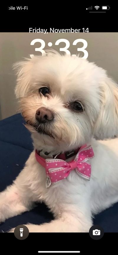 Precious our 14 year old Maltese the world revolves around