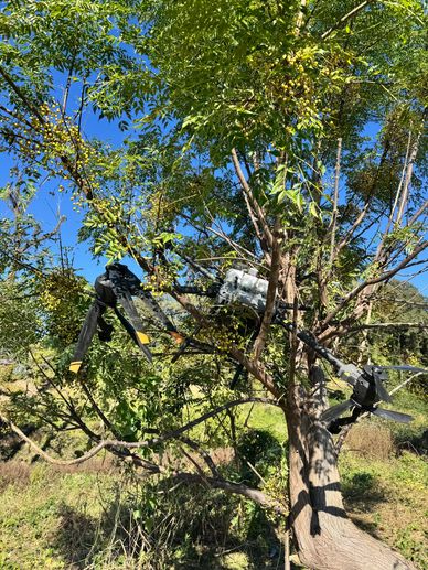 A drone stuck in a tree among green leaves and yellow berries under a clear blue sky.