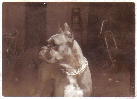Boxer Dog, 1960s, photo