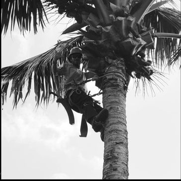Man in safety gear climbing a palm tree.