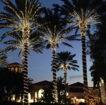 Palm trees decorated with string lights at dusk.