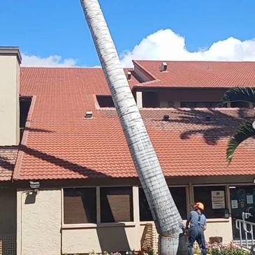 A worker cutting down a tall palm tree near a building on a sunny day.