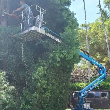 Worker trims tall trees using a blue aerial lift platform in a green outdoor setting.