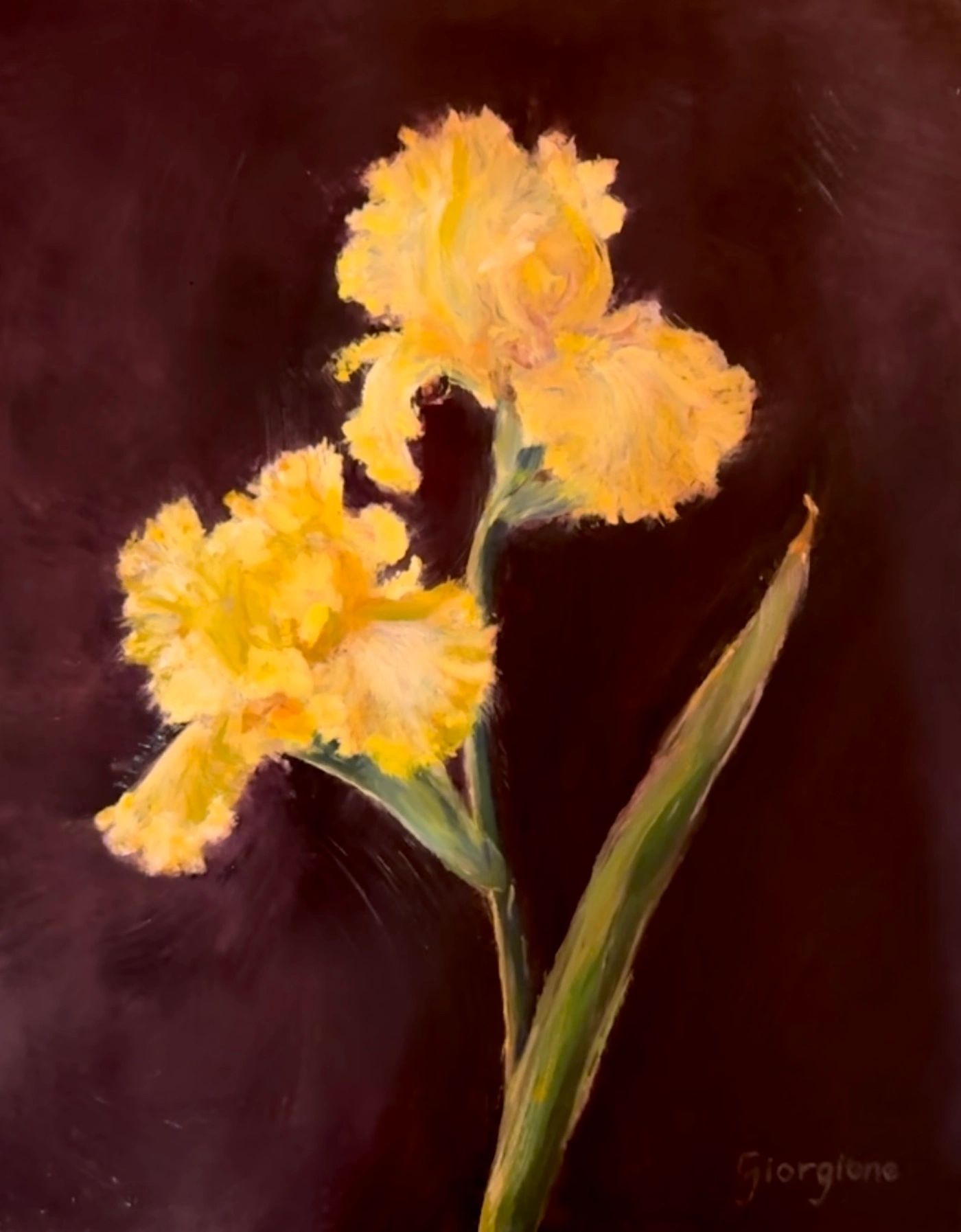 Yellow iris flowers on dark background