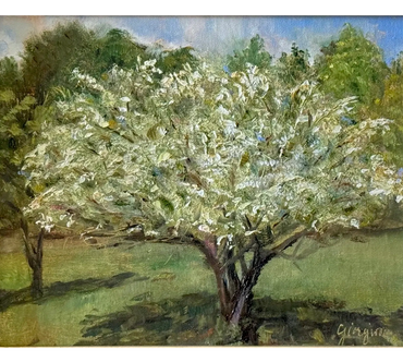 Flowering pear tree 8x10 oil