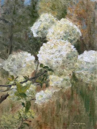 Snowball Viburnum white round flowers 