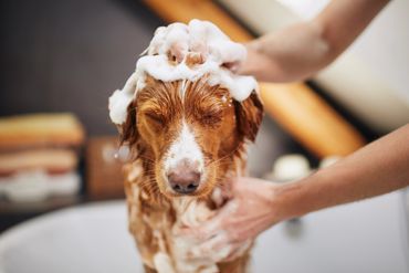 A dog with closed eyes enjoys a bubble bath as a person gently scrubs its soapy fur