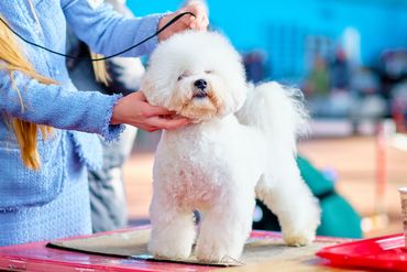 A groomer gently holds a fluffy white Bichon Frise on a table, preparing for a show