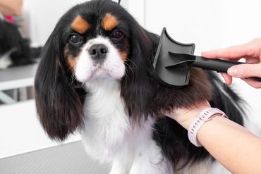 A person brushes the long, thick fur of a dog, showcasing grooming activities in a bright