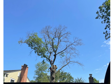 A long shot of the Jefco crane removing the tree