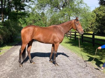 A brown horse stands calmly on a gravel path with greenery in the background.