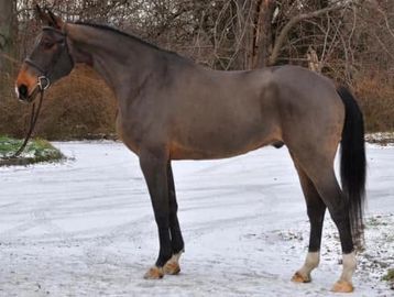 A brown horse standing on a snowy path near trees.