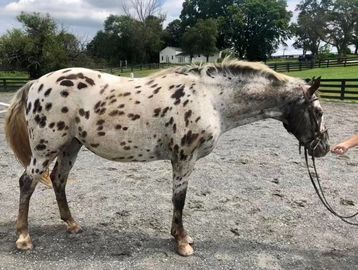 A spotted horse standing on gravel with a person holding its reins.