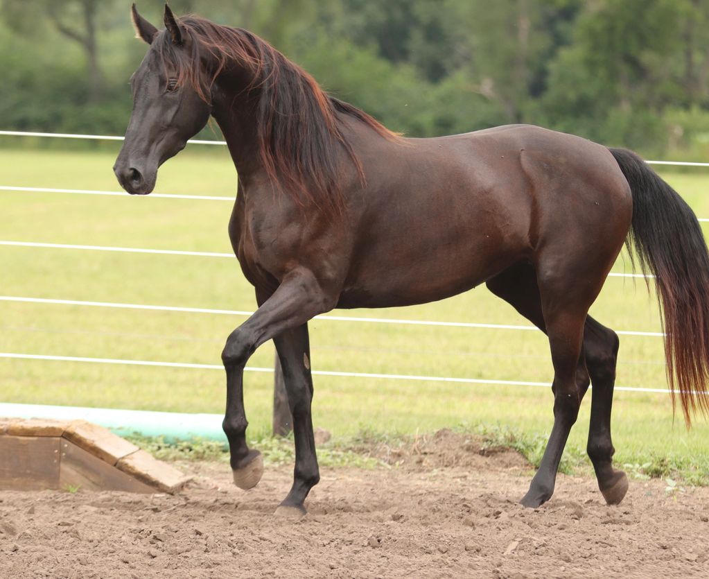 Olive
Deacon x Mysterious Dancer by Mystery Writer
2019 Dutch Harness Horse/Saddlebred mare