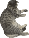 小灰