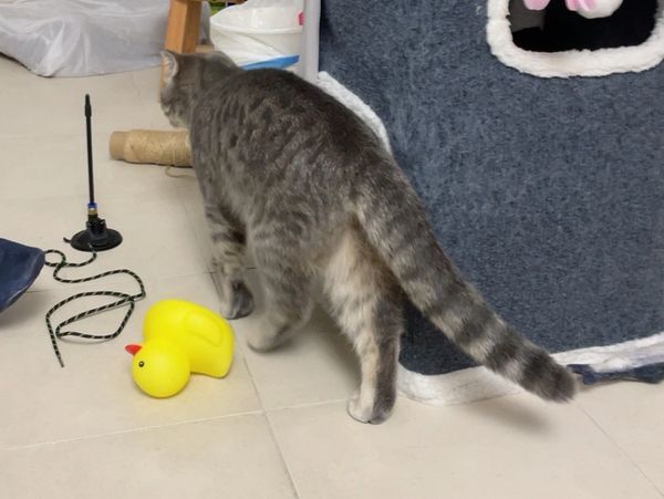 A gray tabby cat walking near a yellow rubber duck and cat house.