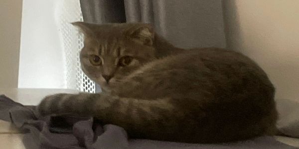 A gray cat lying down and looking attentively.