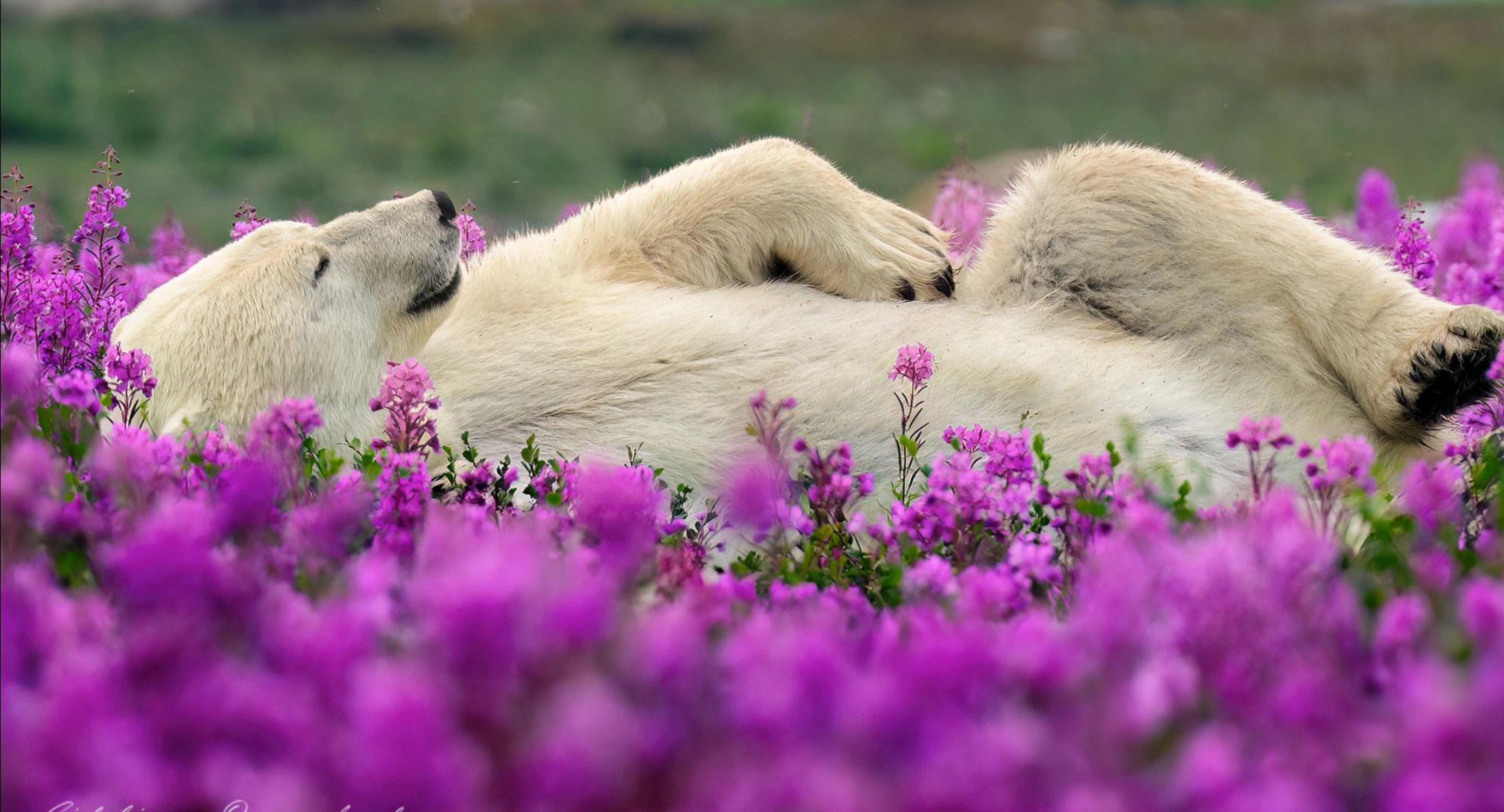 A polar bear lying peacefully in a vibrant field of purple flowers.
Photo by: Gillian Overholser