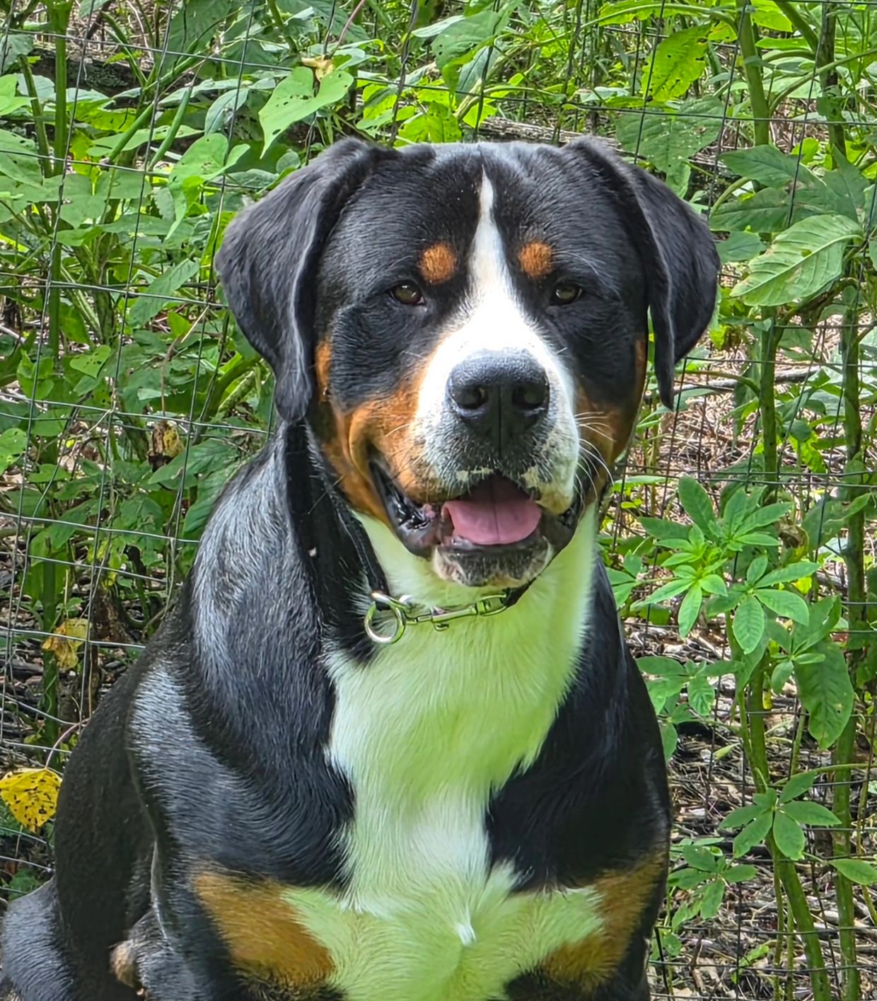 Happy dog outdoors with greenery.