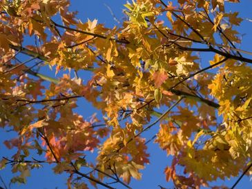 Autumn leaves on tree branches against a clear blue sky.