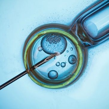 emrbyo during ivf 