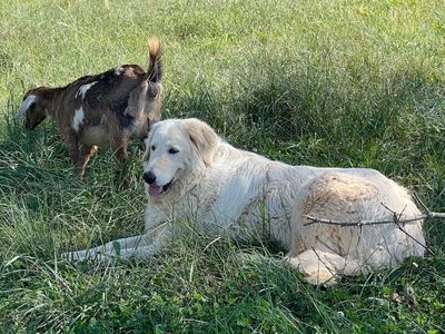 A white dog lying on grass next to a brown goat.